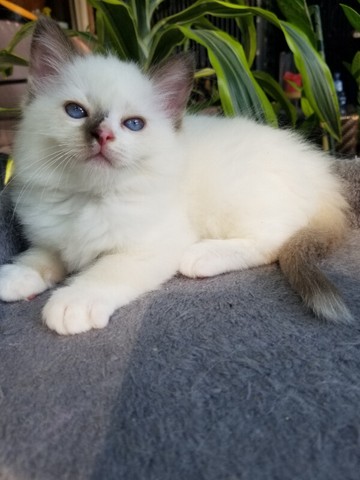 ragdoll kijiji